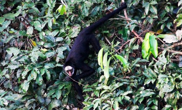 A ação humana é a responsável pelo risco de extinção dos macacos-aranha