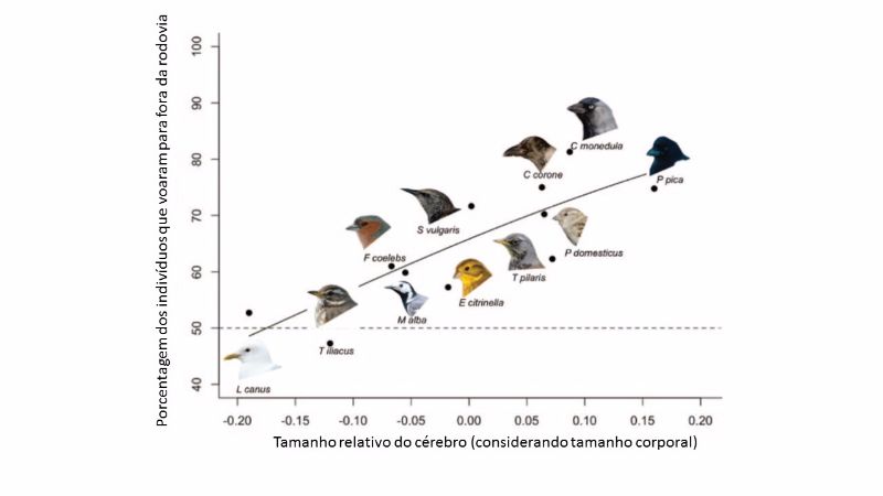 Neste gráfico podemos observar a relação positiva entre o tamanho residual do cérebro das aves e a porcentagem dos indivíduos observados que voou para fora da estrada