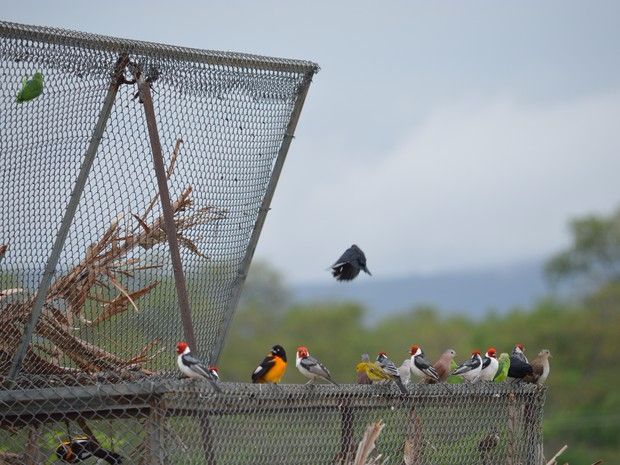 Essas aves foram vítimas de traficantes de animais