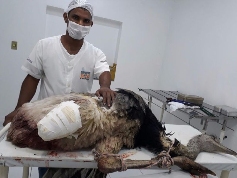 A ema foi operada, teve uma das pernas amputada, mas morreu