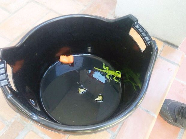 Filhote de iguana que foi vendido em Salvador