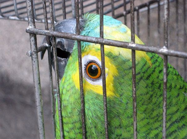 Os papagaios estão entre os animais mais cobiçados pelos traficantes de fauna