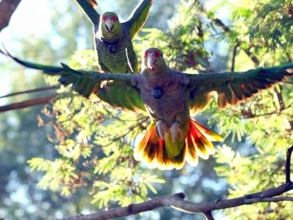 Animais silvestres: bonito é livre na natureza