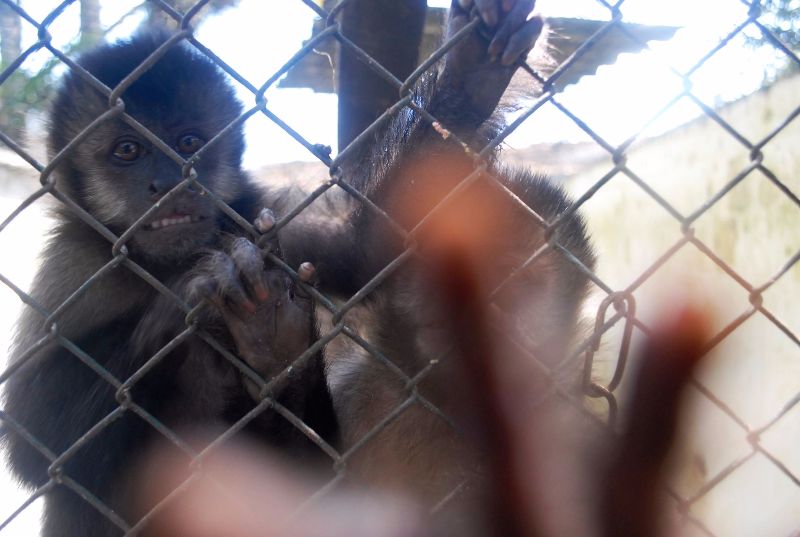 Macacos em recuperação no Cras