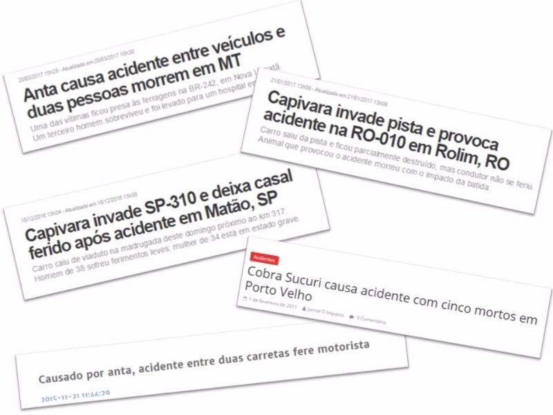 Noticiário, muitas vezes, culpa os animais pelos acidentes em estradas