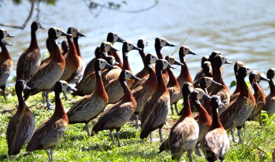 Aves da espécie podem ser encontradas em boa parte das Américas do Sul e Central, além da África Ocidental
