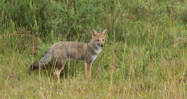 Graxains-do-campo estão cruzando com raposinhas-do-campo, o que não é bom para ambas as espécies