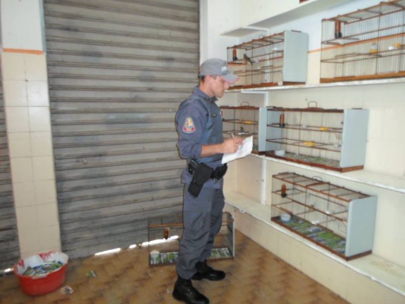 Policial Militar Ambiental paulista fiscalizando criador de aves em Marília