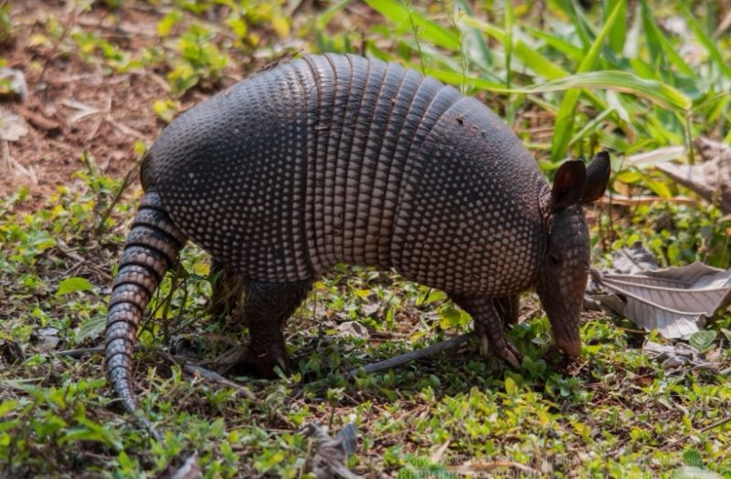 Animais da espécie estão entre as principais vítimas de caçadores no Brasil
