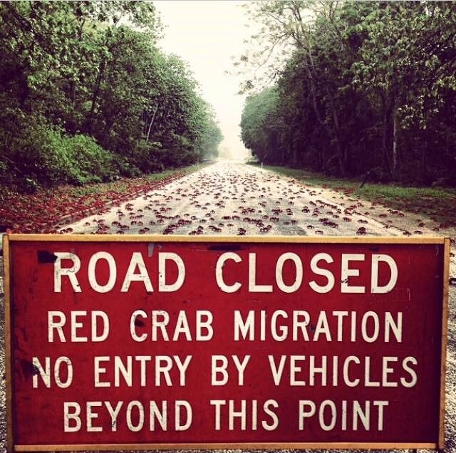 Placa avisando sobre a restrição de acesso de veículos em estrada nas Ilhas Christmas, na Oceania, durante a migração do caranguejo-vermelho