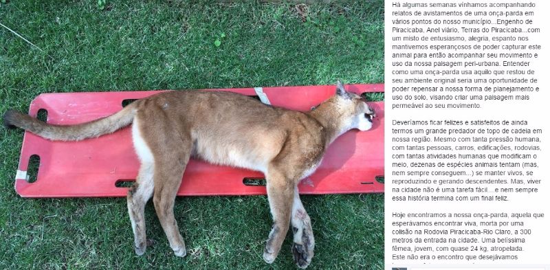 Relato da pesquisadora Kátia Ferraz do Instituto Pró-carnívoros, no Facebook, sobre onça-parda (Puma concolor) atropelada em perímetro urbano