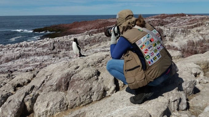 Silvia fotografando pinguim-de-penacho-amarelo