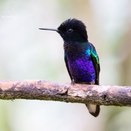 Foto: Silvia Faustino Linhares Velvet-purple-coronet