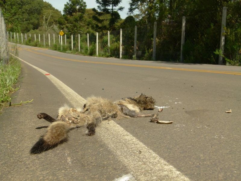 Cachorro-do-mato (Cerdocyon thous) encontrado atropelado entre as cercas na CS-012 em Cambará do Sul (RS)