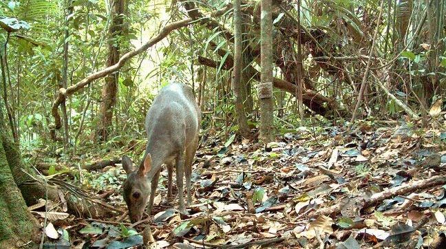 Espécie ainda é abundante, apesar da intensa perda de habitat