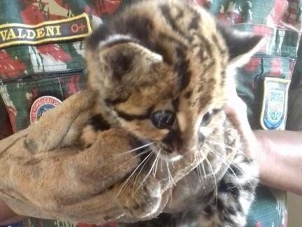 Animal seria levado para o Centro de Reabilitação de Animais Silvestres, em Campo Grande