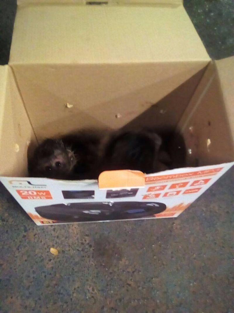 Foto: PM Ambiental SP Os macacos estavam sendo levados para a capital paulista