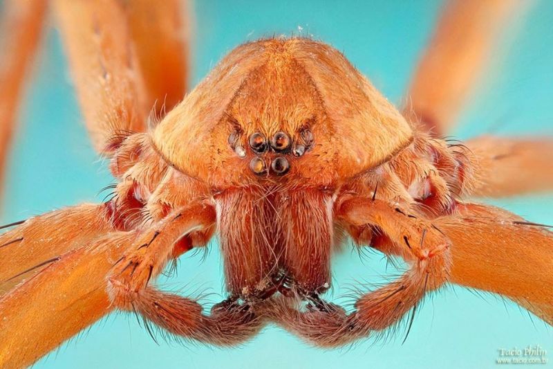 Detalhes dos olhos múltiplos de uma aranha e suas quelíceras