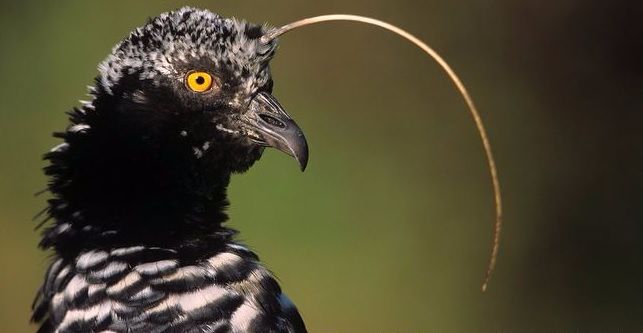Anhuma vem do tupi e significa pássaro preto com chifre