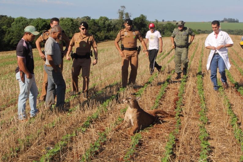 O contato com felinos silvestres está cada vez mais comum. Na foto, a onça-parda foi atropelada no Paraná