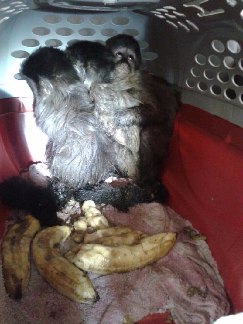 O lhar de medo do macaco chama a atenção