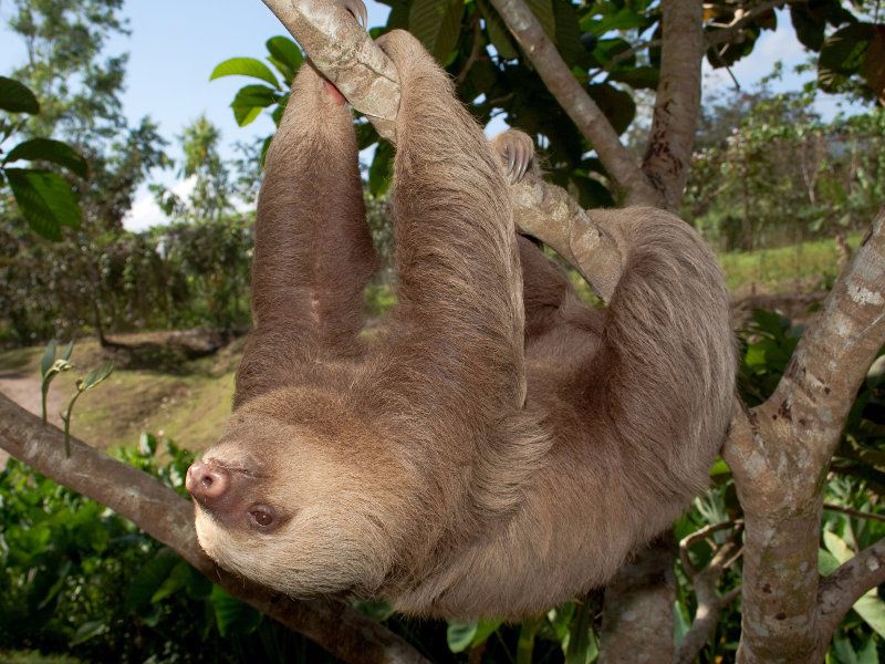 Animais da espécie vivem na região amazônica