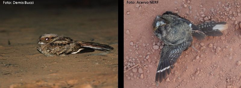 Bacurau (Nyctidromus albicollis) em duas situações: à esquerda o comportamento dos bacuraus com a terra, já na foto da direita, atropelado em uma estrada da Floresta Nacional do Jamari