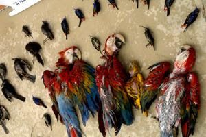 Aves mortas: Valdivino nega tê-las estrangulado