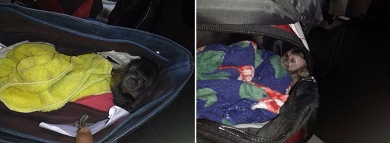 Esses dois filhotes estavam sendo transportados na bagagem, onde ficariam por mais de seis horas