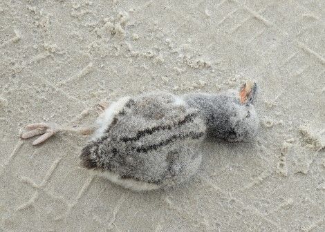 Filhote de piru-piru (Haematopus palliatus) morto na praia 