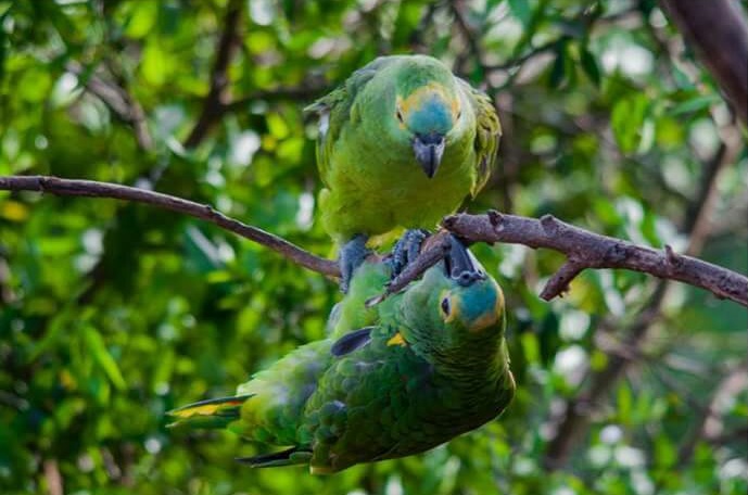 Aves da espécie estão entre os animais mais traficados do Brasil