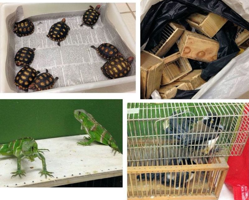 Animais e caixas de transporte apreendidos na Vila Mara