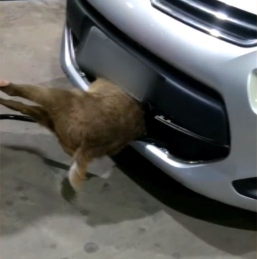 Veado ficou entalado no para-choque do veículo