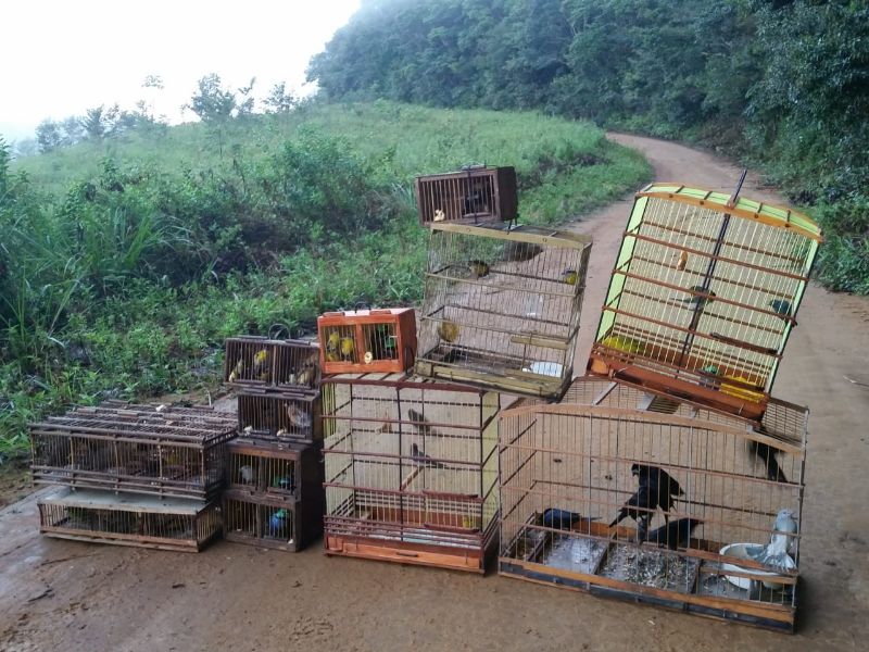 Aves apreendidas em AL: criar animal silvestre como bicho de estimação incentiva esse tipo de crime