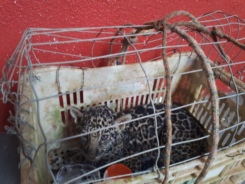 Animal tem poucas chances de voltar à natureza