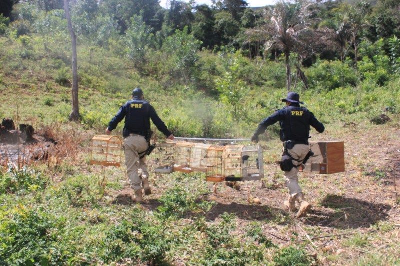 A Polícia Rodoviária Fedral participa intensamente nas ações contra o tráfico de fauna no Brasil