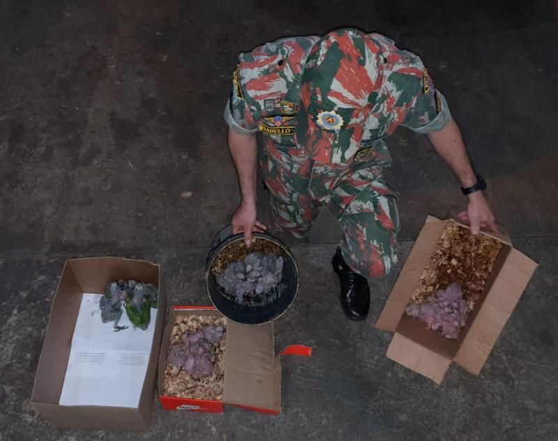 Aves foram levadas para atendimento em Campo Grande
