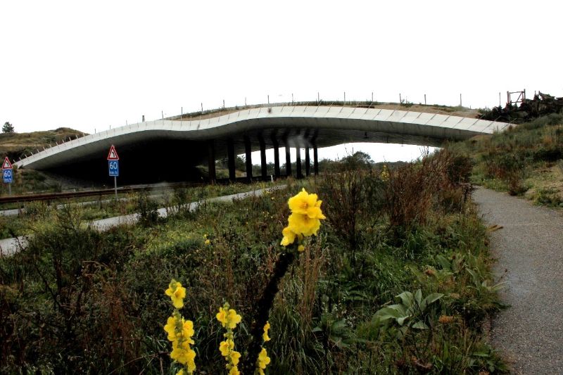 Passagem de fauna "Zeepoort" (Sea Gate) sobre uma rodovia no Parque Zuid-Kennemerland