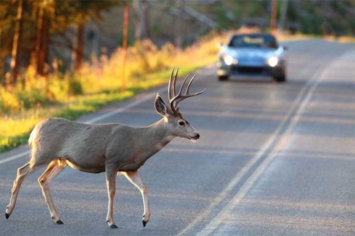 Veado dividindo pista com veículo em movimento em estrada norte-americana