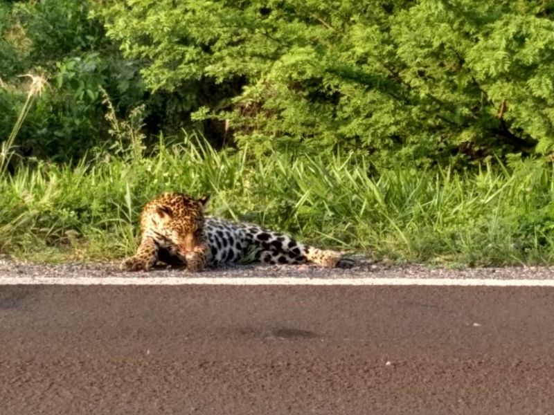 Onça-pintada morta por atropelamento na rodovia BR-262 em 8 de outubro