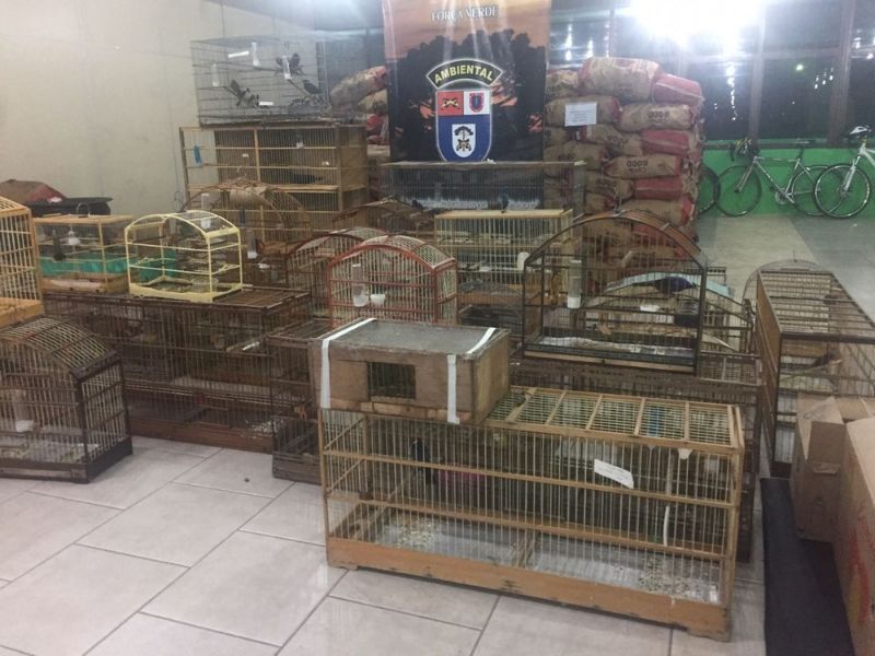 Aves apreendidas em Curitiba