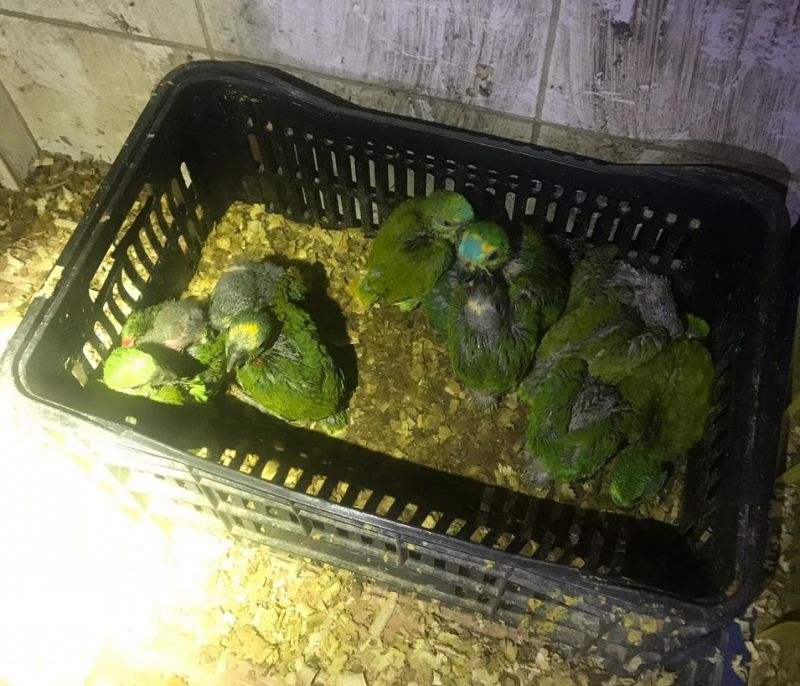 Papagaios apreendidos em depósito de Francisco Morato (SP)