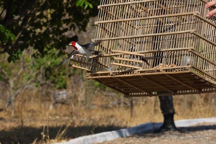 Animais resgatados com traficantes ou nas residências das pessoas, onde eram criados ilegalmente, recuperaram a liberdade