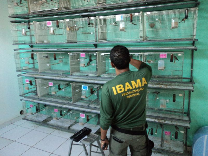 Animais capturados na natureza são esquentados por criadores envolvidos com o tráfico de animais