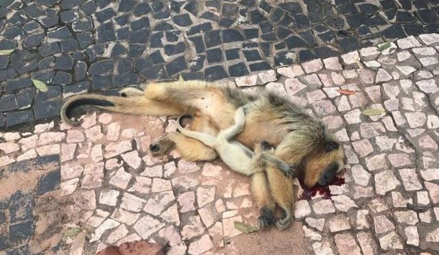 Foto: PM Ambiental MS Animais foram atingidos por uma motocicleta. Piloto fugiu