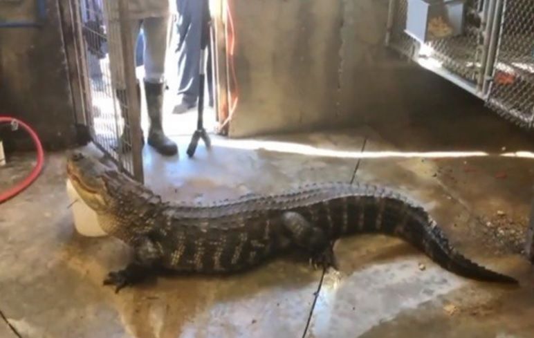 Será que o infrator não pensou no sofrimento do animal?