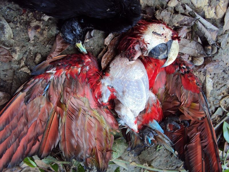 Aves encontradas mortas em operação do Ibama de combate à caça na região de Cruzeiro do Sul (AC)