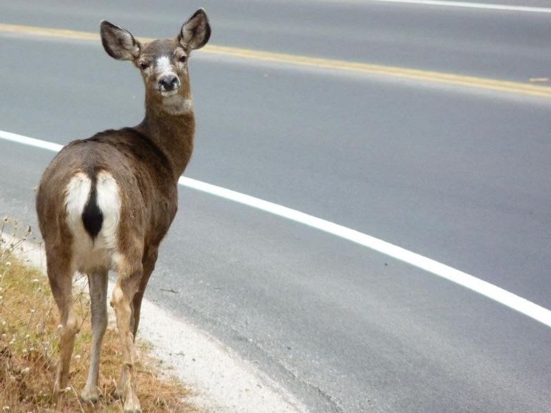 Veado em beira de estrada norte-ameraciana