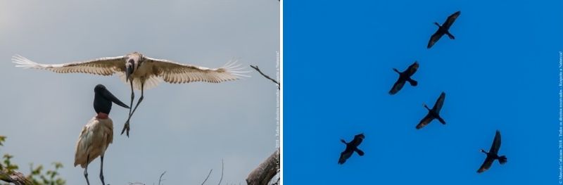 Exemplos de fotos de aves em voo