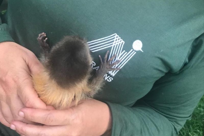 Filhote de macaco-prego entregue para o Naturatins (TO)